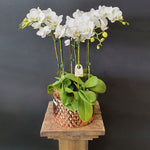 Load image into Gallery viewer, Large Phalaenopsis Orchids