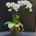 Load image into Gallery viewer, Candle Vase Orchid