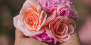 What To Consider Before Choosing Flowers For Occasions?