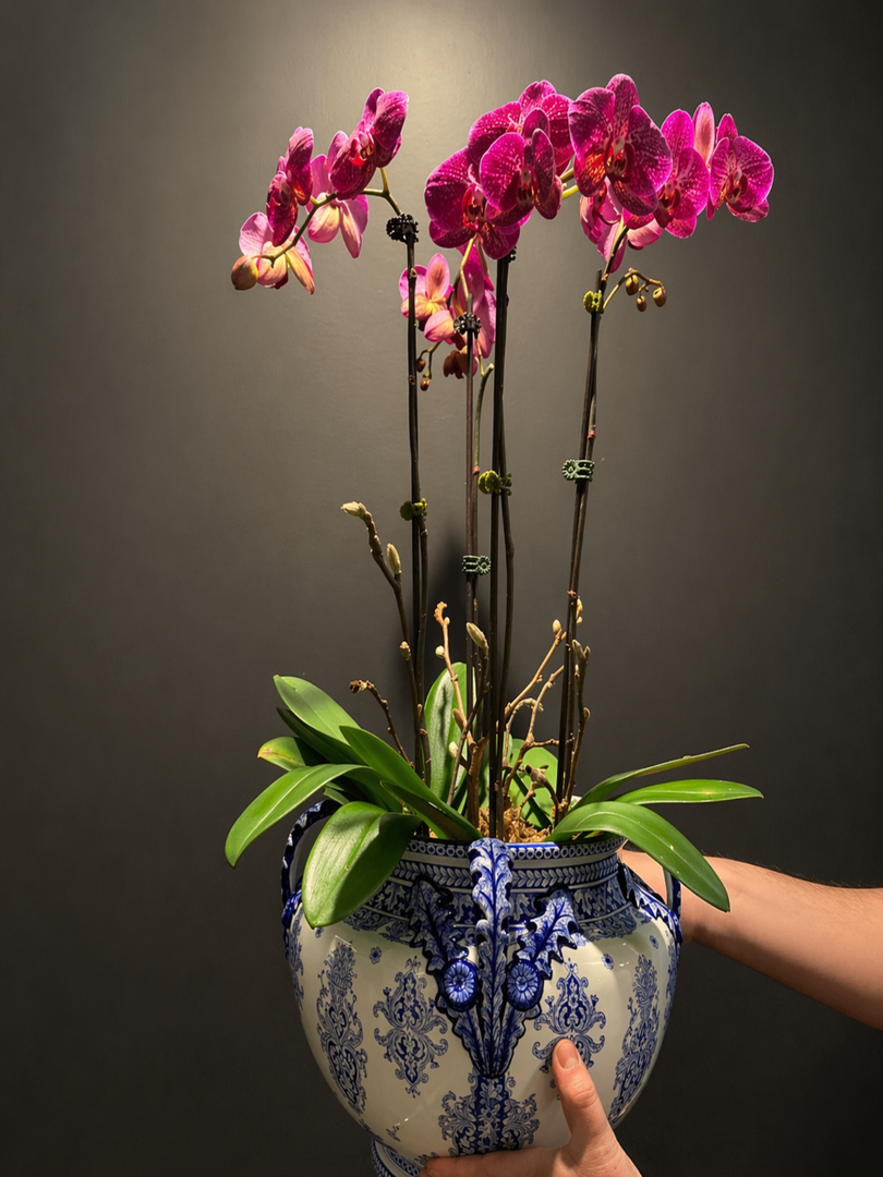 Orchids