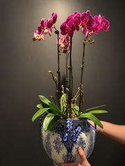 Orchids