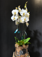 Load image into Gallery viewer, Orchida