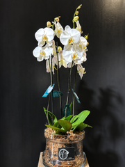 Orchida