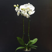 Double Stem Phalaenopsis Orchid