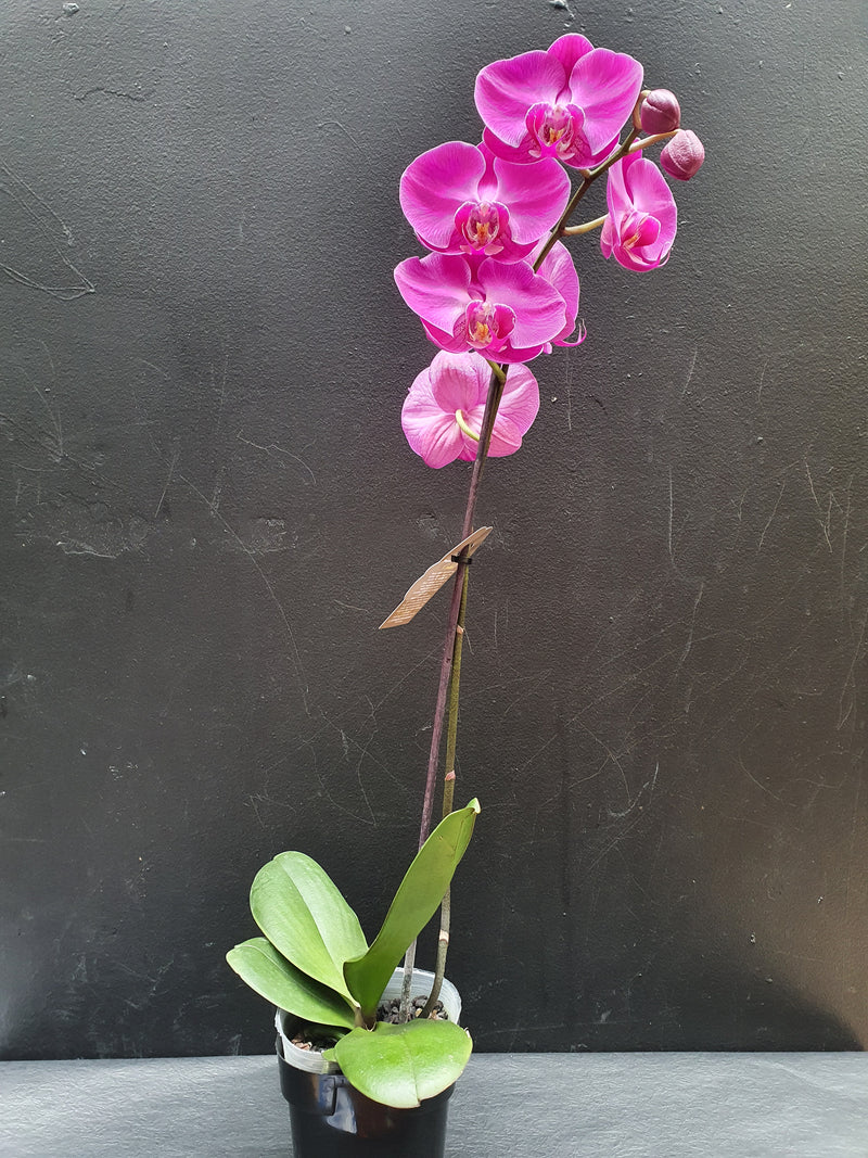 Purple Single Stem Phalaenopsis Orchid