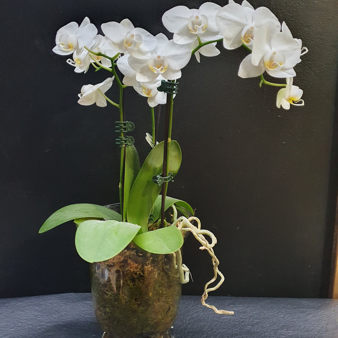 Candle Vase Orchid