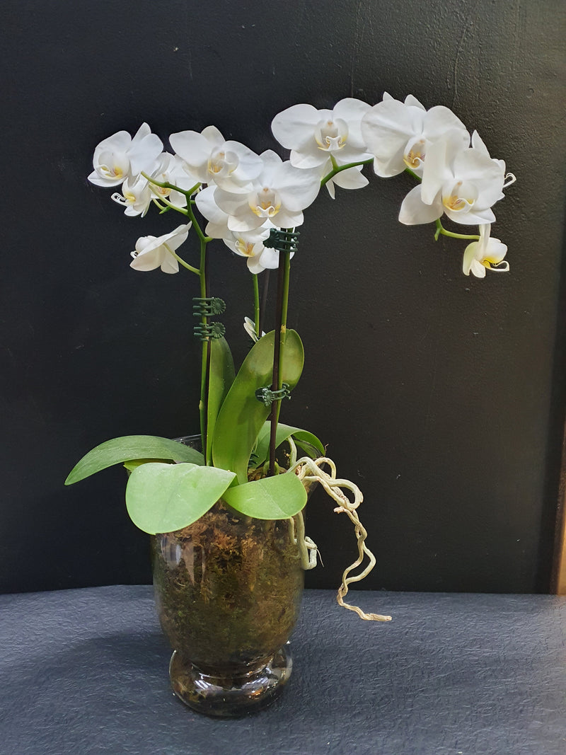 Candle Vase Orchid