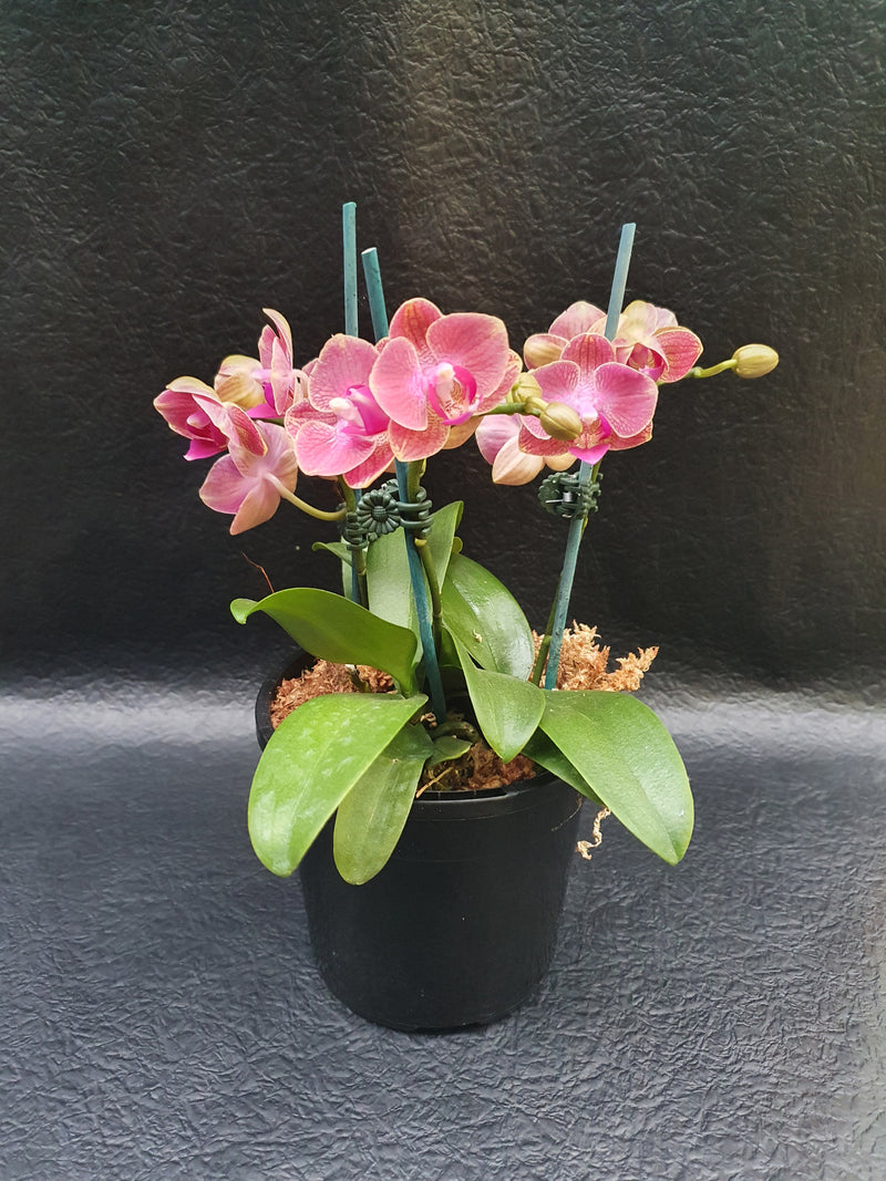 Mini Phalaenopsis Orchid Pot