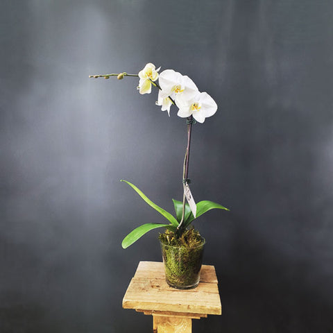 Single Stem Phalaenopsis Orchids